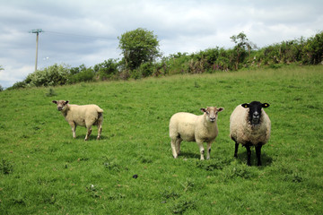 Sheep on an Irish Farm