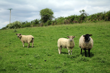 Sheep on an Irish Farm