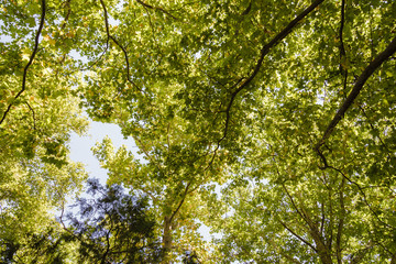 Crown of green tree against the sky.