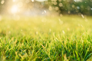Nature Background with drops of dew on a fresh green grass with beautiful bokeh effect
