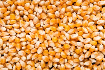 Dried corn for popcorn top view