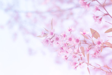 Pink sakura blossoms are blooming beautifully.
