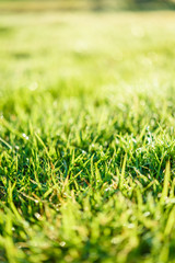 green grass natural background texture.
