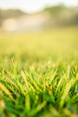 green grass natural background texture.