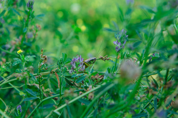 Grasshopper sits on the grass close-up.