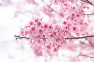 Beautiful pink sakura blossoms on a natural background.