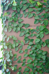 climbing plants on the wall background