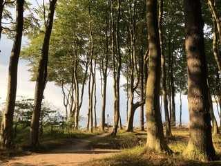 Im Wald bei heiligendamm