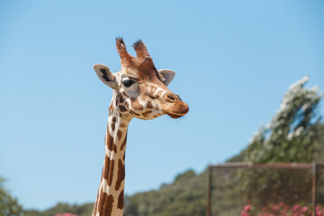 Giraffe head with long neck and furry horns on background of blue sky in exotic safari 