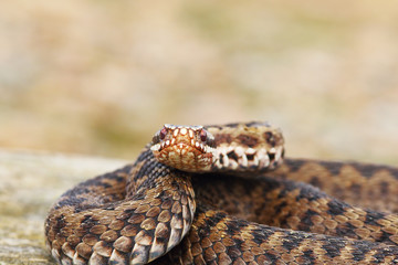 female common adder looking at the camera
