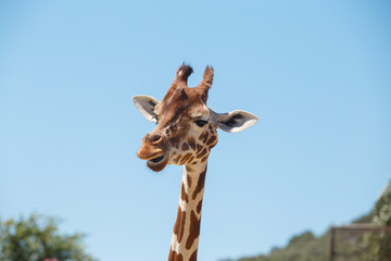 Fototapeta premium Giraffe head with long neck and furry horns on background of blue sky in exotic safari 