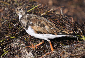 The Plover / Plover located in the Florida Keys