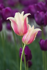 tulip