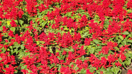 Red background of flowers on the flower bed.
