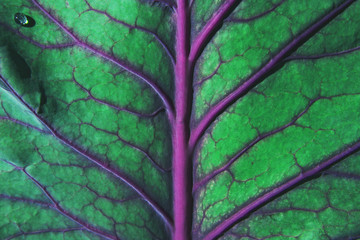 Cabbage leaf of acid color. Abstract background.