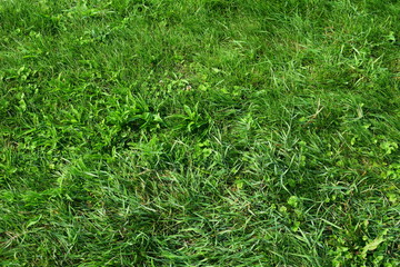 Green grass. Texture