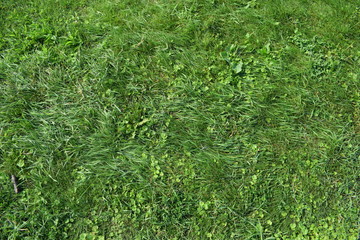 Green grass. Texture