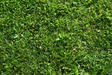 Green grass. Texture