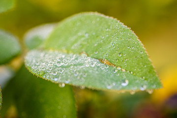 Close up green leaf with water drops. Beautiful leaf texture in nature. Natural background