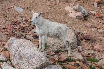 Cute Mountain Goat Kid