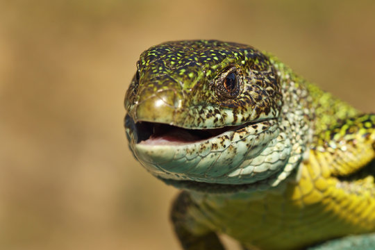 portrait of angry green lizard