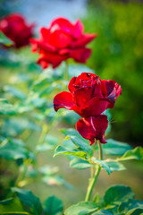 Close up of red rose on a bush in a garden