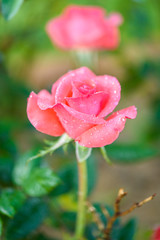Close up of pink rose with dew drop on a bush in a garden