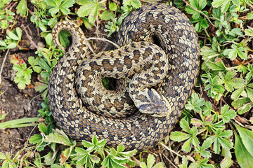 rare meadow viper in natural habitat