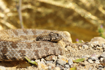 rarest european viper