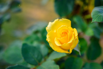 Close up of yellow rose on a bush in a garden