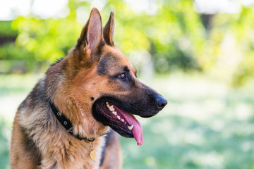 German Shepherd in profile with a protruding tongue.