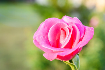Close up of pink rose with dew drop on a bush in a garden