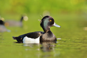 tufted duck on pond