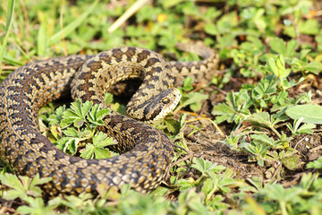 Vipera ursinii rakosiensis in situ