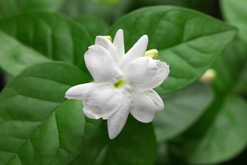 Obraz na płótnie Canvas jasmine tea flower, arabian jasmine, jasminum sambac