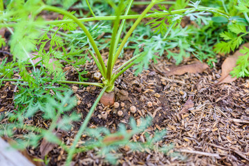 Ripe carrots in the dirt
