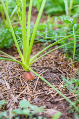Ripe carrots in the dirt