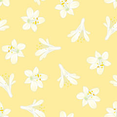 Snow White Agapanthus on Yellow Background