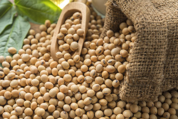closeup is some soybeans with wooden spoon