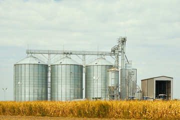 Fototapeta na wymiar Landscape. Bright nature. Elevator. Large aluminum containers for storing cereals against the blue sky and voluminous clouds. A field of golden ripe wheat. Harvest season