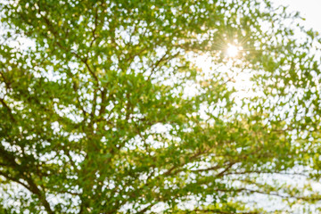 abstract nature background with blurry bokeh defocused lights