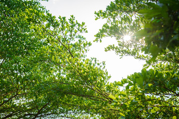 branch of green leaf with sunlight