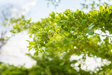 branch of green leaf