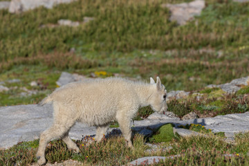 Cute Mountain Goat Kid