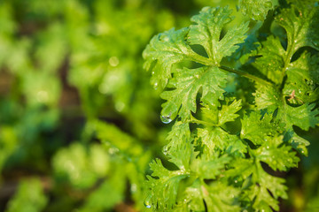 Fresh leaf green coriander in a garden. Vegetable coriander for health