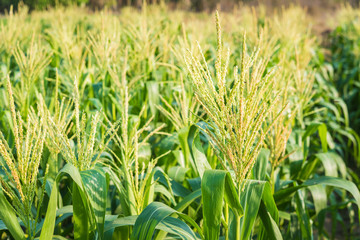 flower of Green corn field