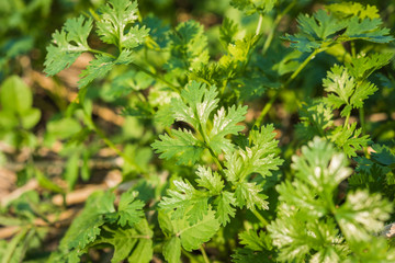Fresh leaf green coriander in a garden. Vegetable coriander for health