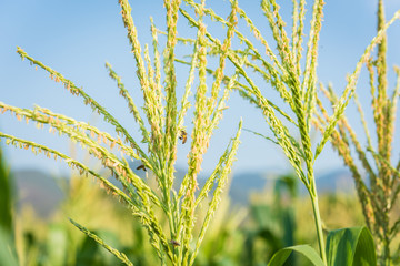 bee and flower of Green corn field