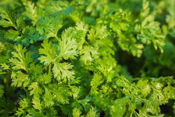 Fresh leaf green coriander in a garden. Vegetable coriander for health