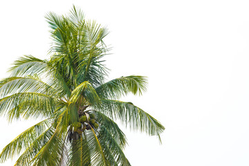 Naklejka na ściany i meble coconut tree on white background